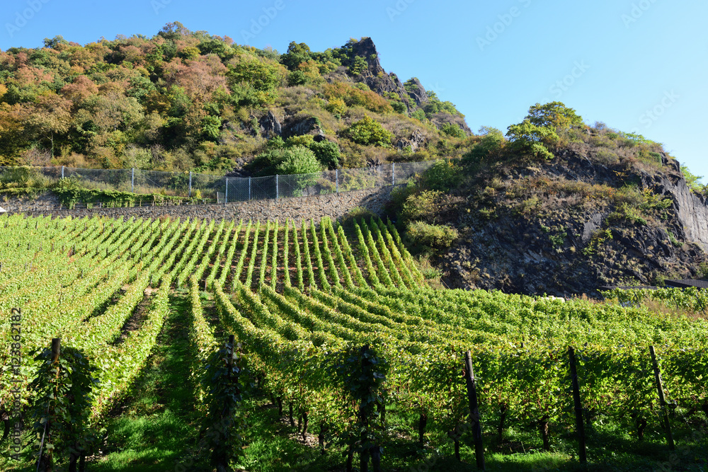 Fototapeta premium Drachenfels Siebengebirge trauben plantage