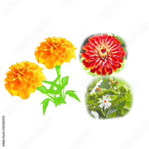Marigold flower
