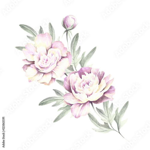 Bouquet of peonies. Hand draw watercolor illustration.