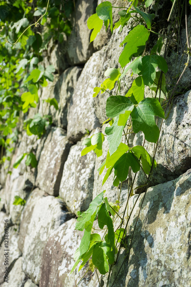 Obraz premium Stone wall and ivy