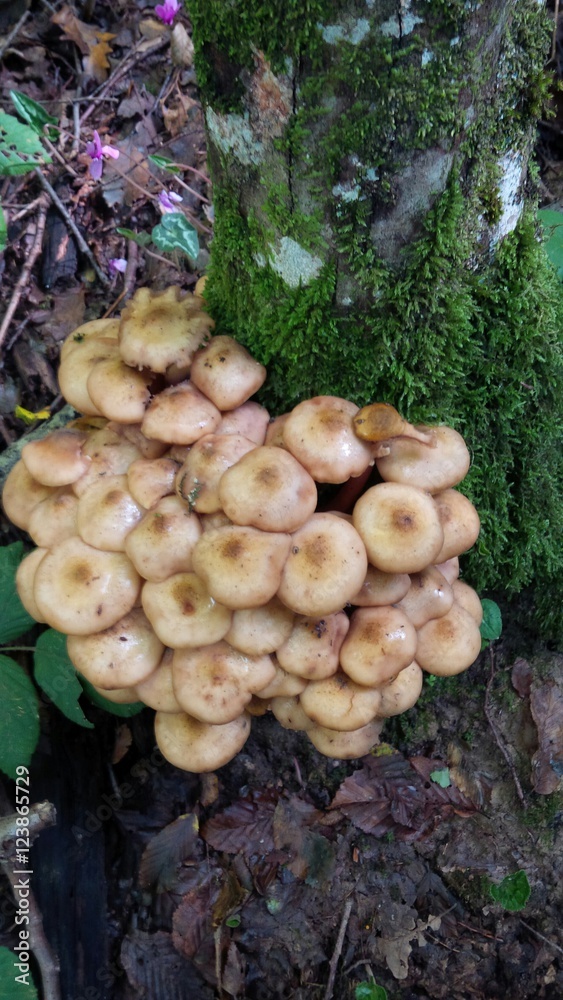 ceppo di funghi alla base di un albero ceppo di funghi alla base di un albero