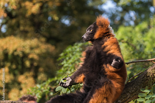 Red ruffed lemur (Varecia rubra) sunbathing on a tree branch on natural background