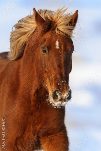 Red horse portrait on winter day