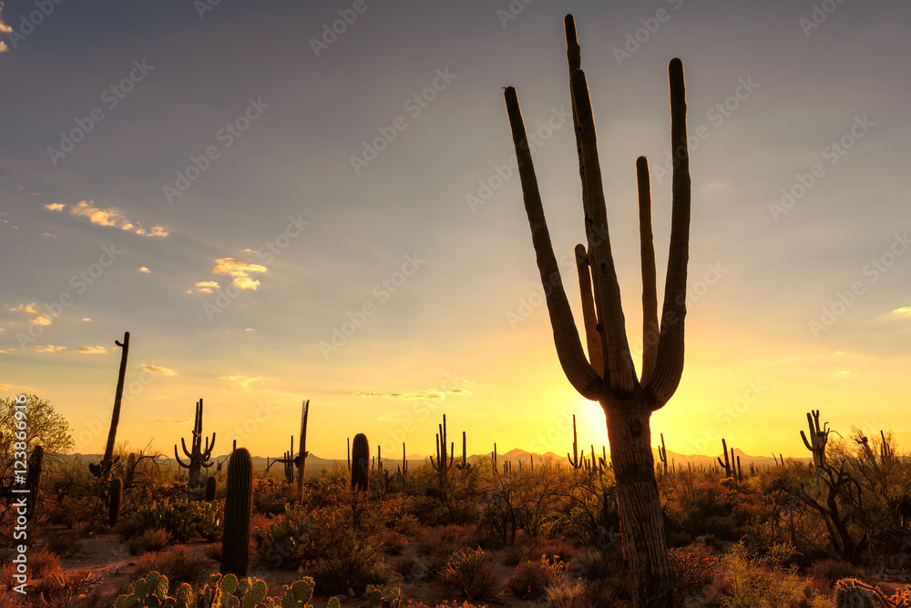 Sunset at Saguaro National Park, Arizona. Sunset at Saguaro National Park, Arizona.