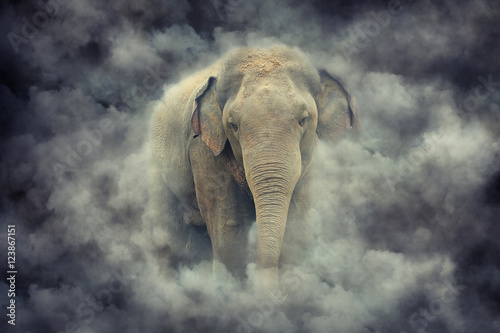 Elephant in smoke