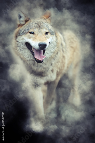 Wolf in smoke