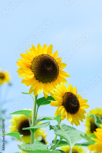 Helianthus annuus Sunflower   