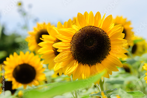 Helianthus annuus(Sunflower) 
