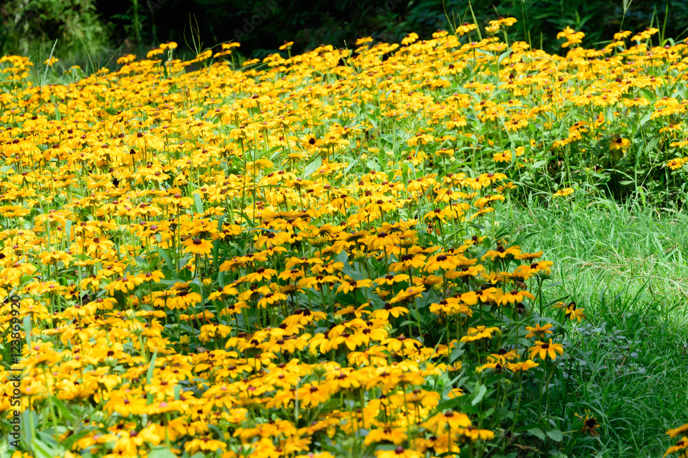 Obraz premium Euryops pectinatus 