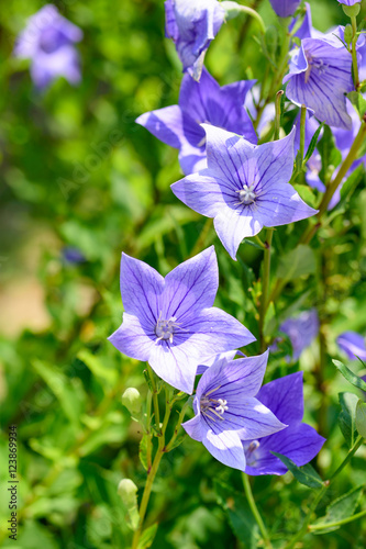 Platycodon grandiflorus flower
