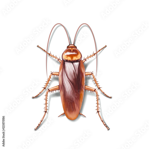 A cockroach isolated on white