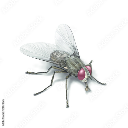 A housefly isolated on white