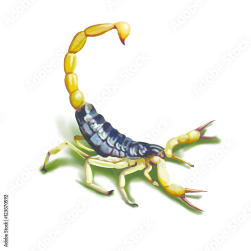 A Scorpio isolated on white
