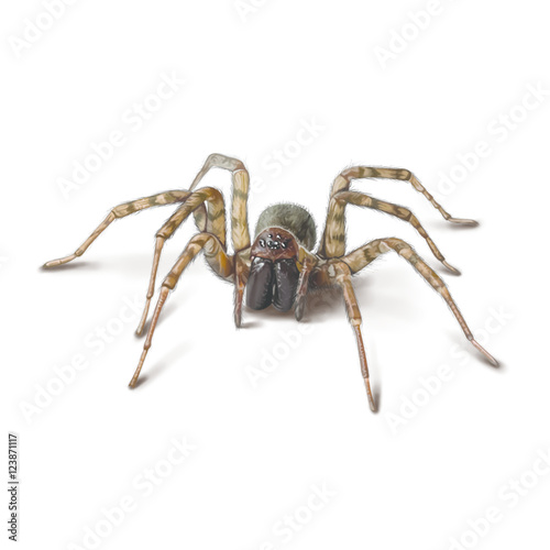 A spider isolated on white photo