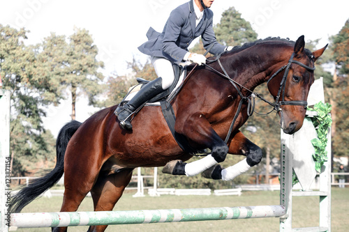 Bay horse in jumping show against