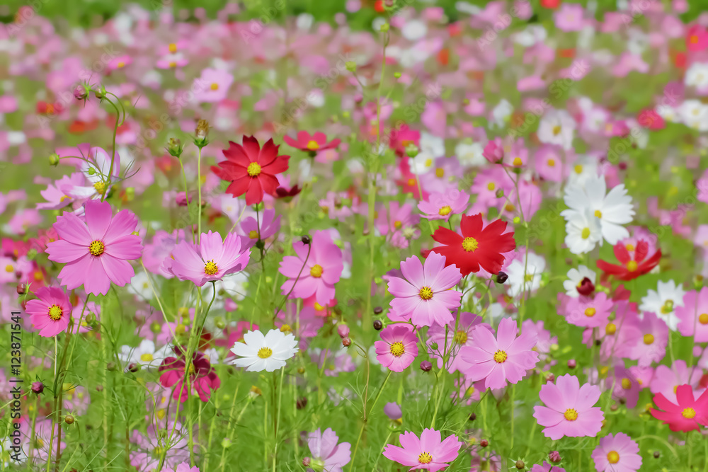 ピンク色と赤色のコスモスの花 ピンク色と赤色のコスモスの花