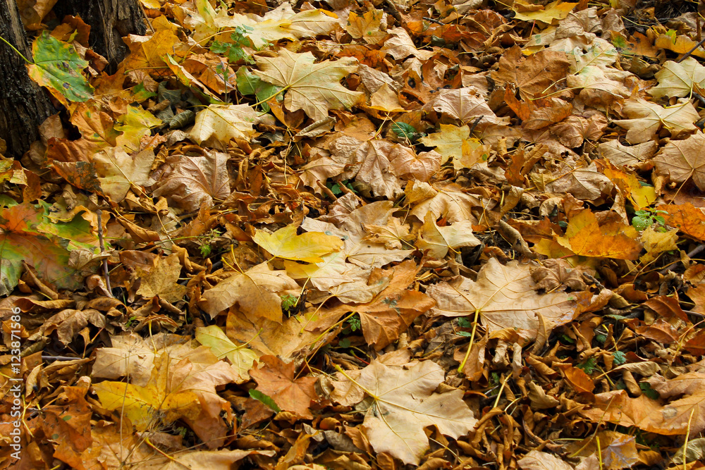 Background of fallen dry leaves