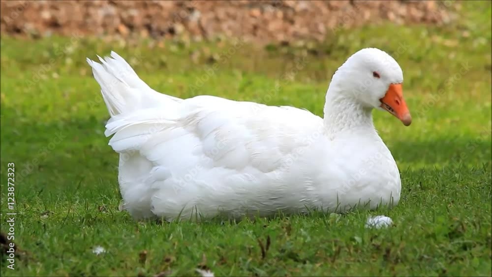 funny cute white duck on meadow
funny cute white duck on meadow
