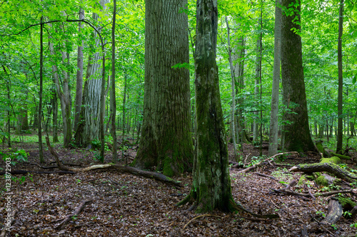 Primeval deciduous stand of natural stand in summertime © Aleksander Bolbot