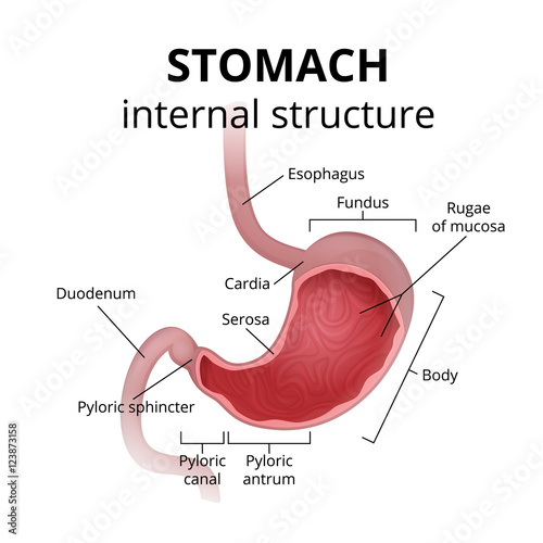 The anatomy of the human stomach