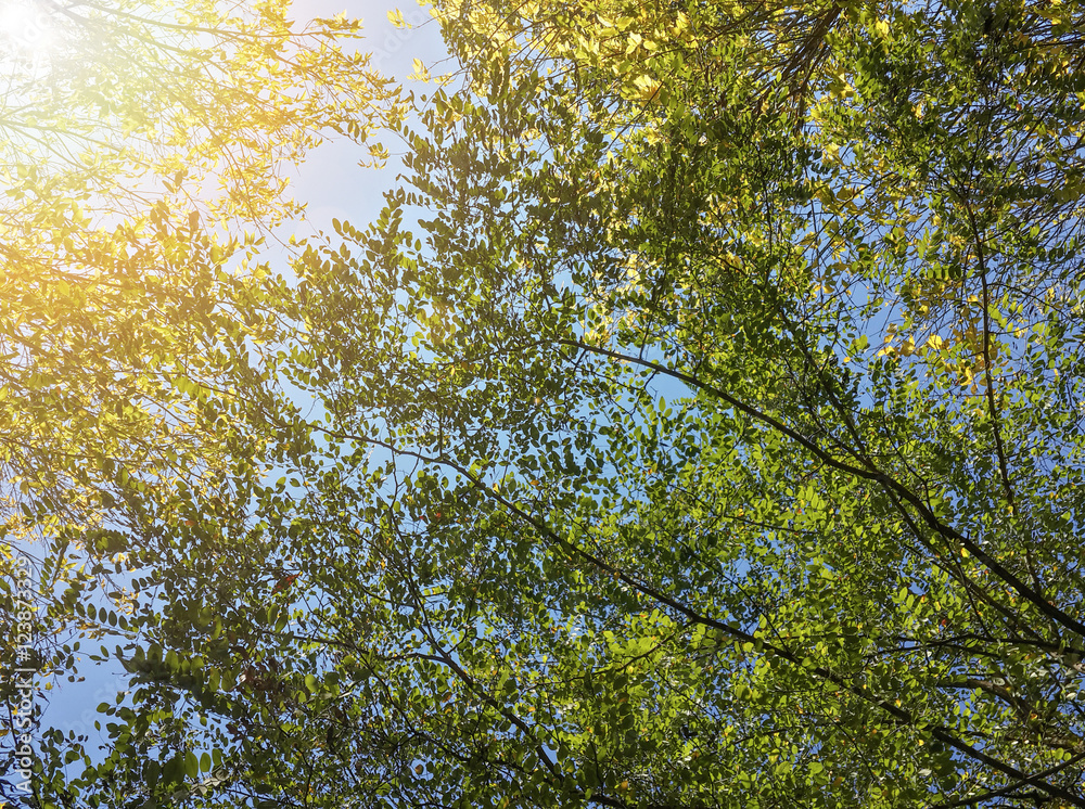 Obraz premium Beautiful branches of autumn trees in the morning sunshine/Beautiful branches of autumn trees in the morning sunshine