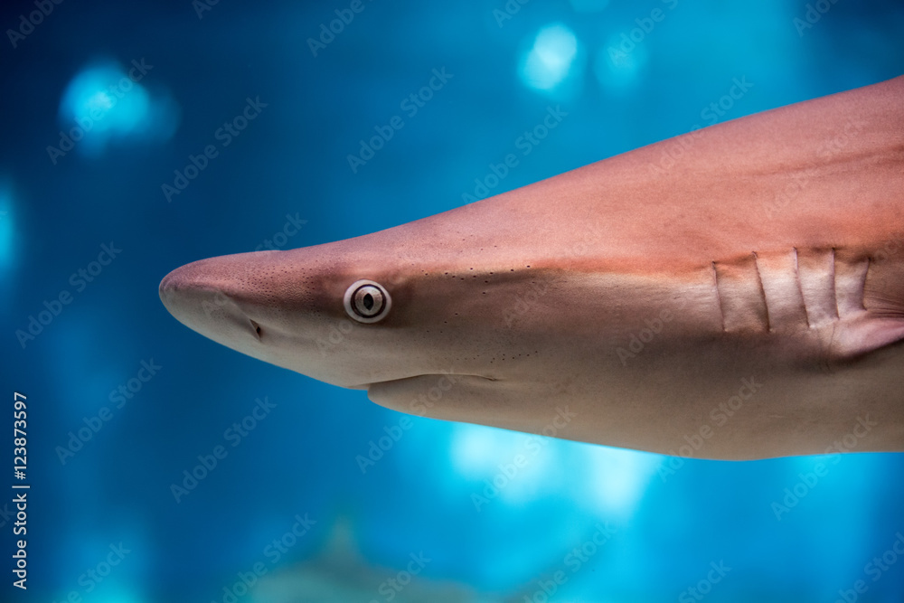 Obraz premium Shark eye close up detail macro ready to attack