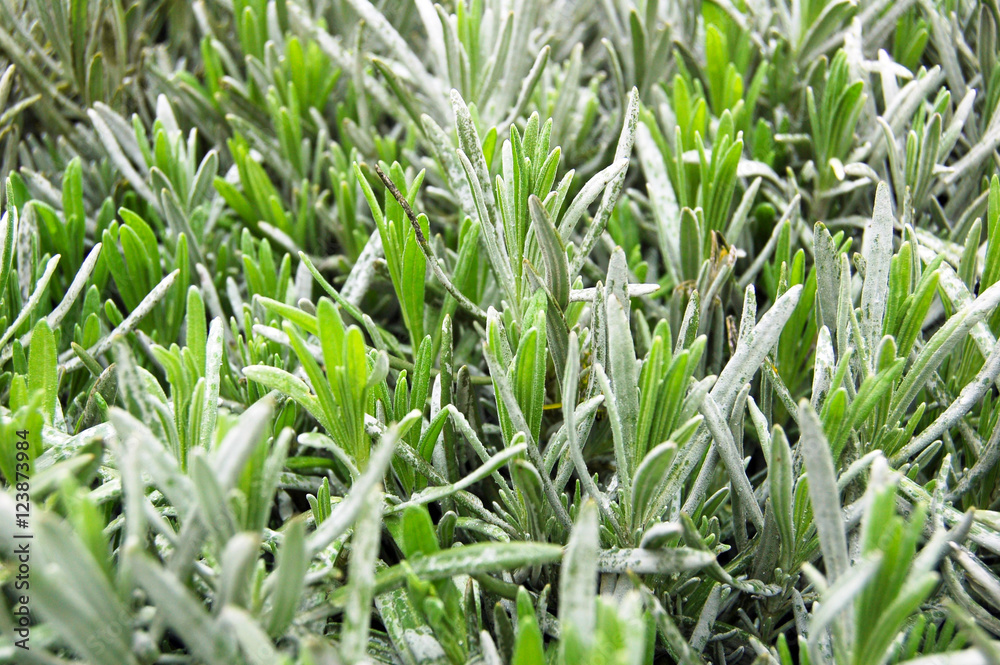 Young rosemary spice flower bed