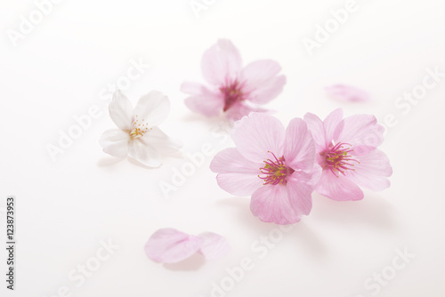 桜の花　白い背景 © asirf444