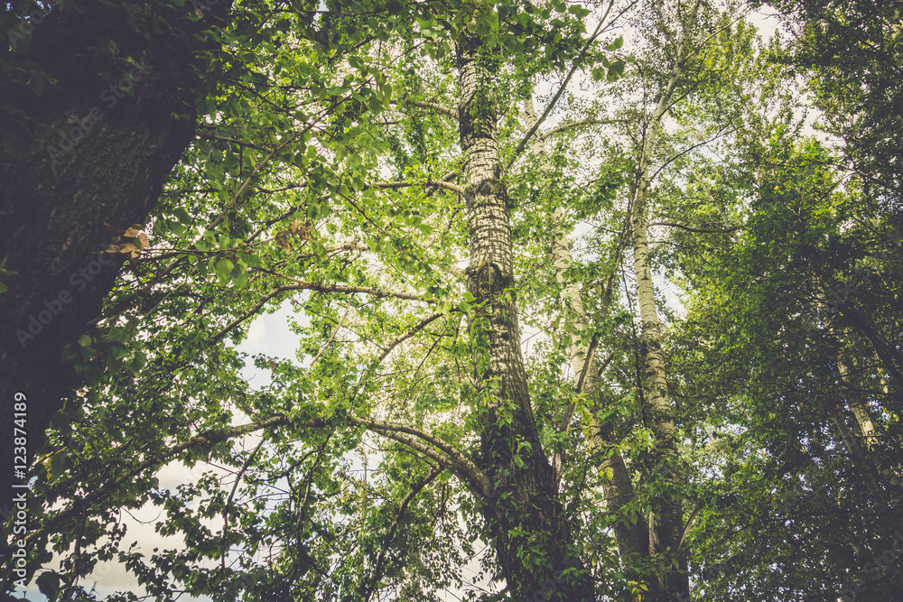 Fototapeta premium Green Summer Trees