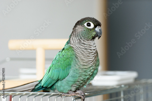 ウロコインコのりんちゃん