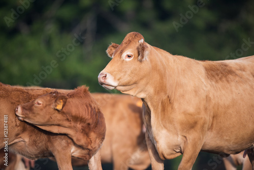 Cow from French Limousin photo