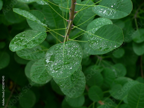 Purple Smokeebush Leaf with rain drops photo