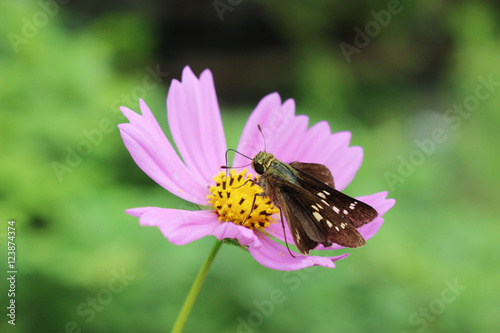 コスモスの花の蜜を吸うイチモンジセセリ