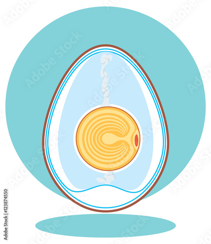  chicken embryo. egg. photo