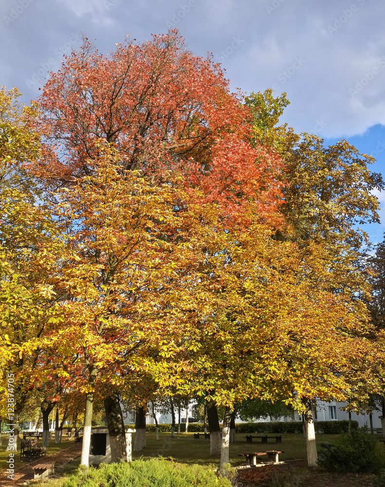 Naklejka premium Golden autumn in the city park/Golden autumn in the city park