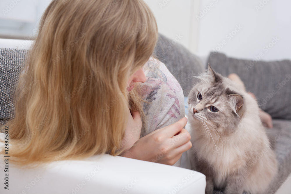 young woman feeding ragdoll cat a dainty