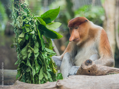 Photography Fluffy Dutch monkey in a zoo of Singapore sits on a snag near a green bush