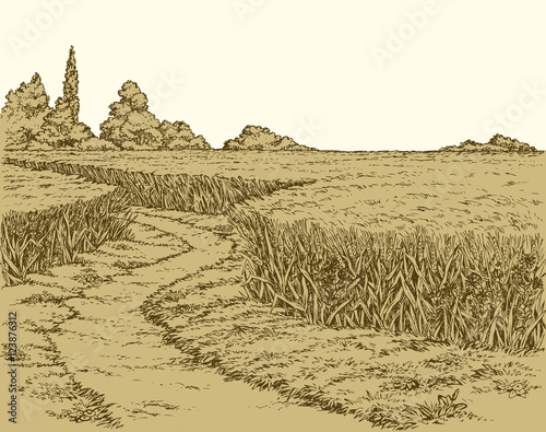 Vector summer landscape. A dirt path through fields of wheat