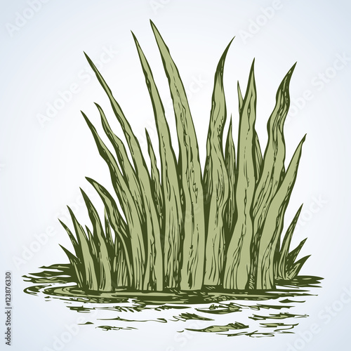 Green grass. Vector drawing