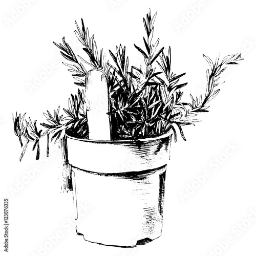 Hand drawn rosemary 