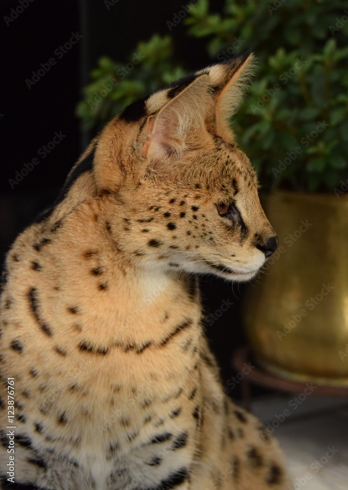 Serval Portrait, Serval ist eine kleine Afrikanische Raubkatze Serval Portrait, Serval ist eine kleine Afrikanische Raubkatze