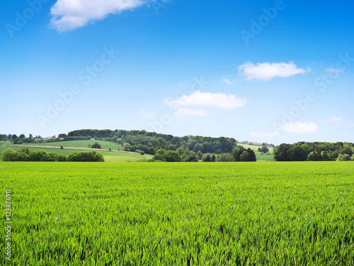 Idyllic country scene with crop field and clear blue sky. Farmhouses and forest in the background.