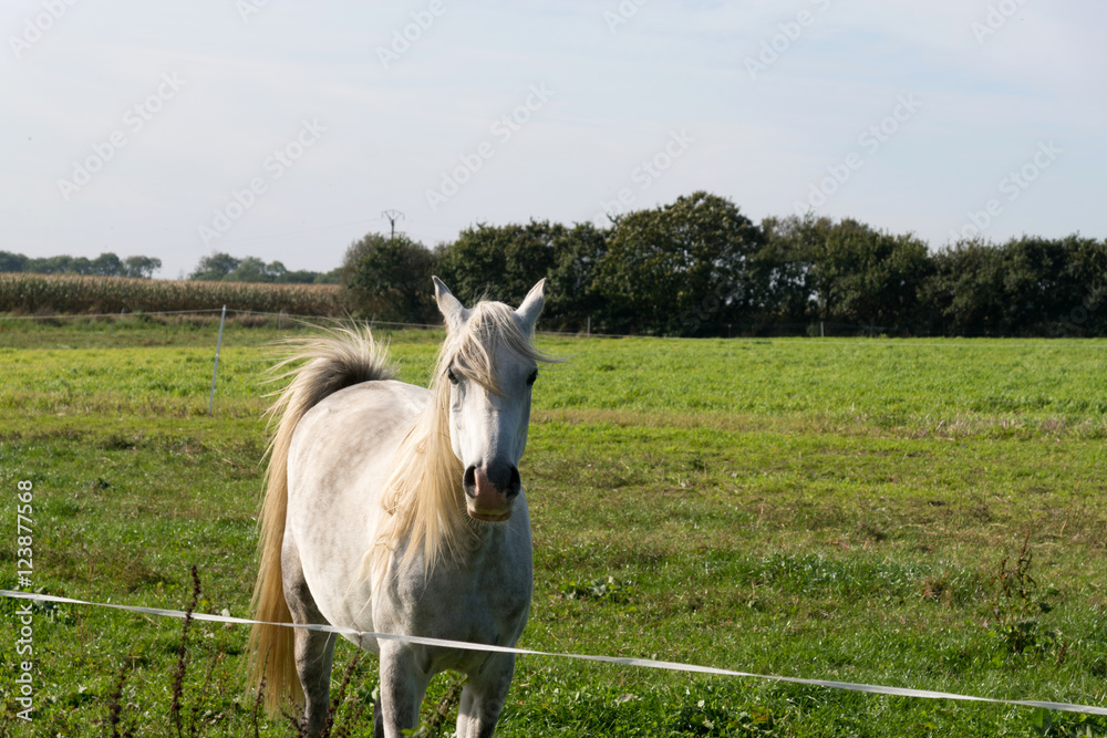 Ein Pferd auf einer Wiese Ein Pferd auf einer Wiese