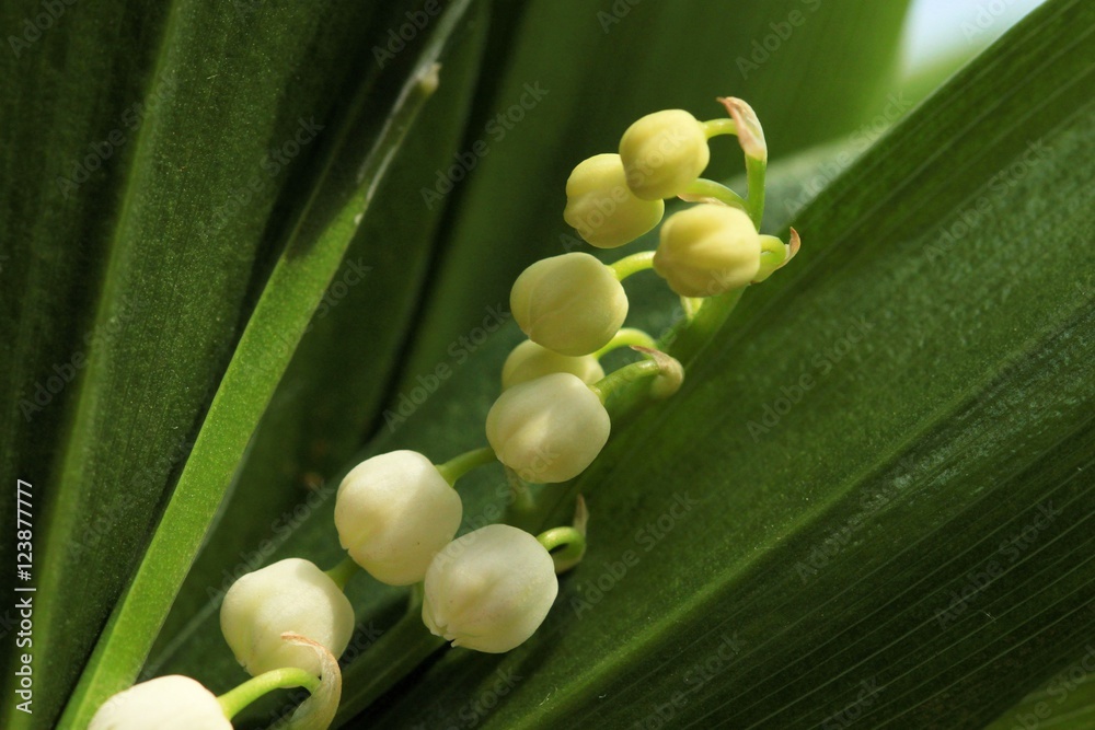 Obraz premium lily of the valley