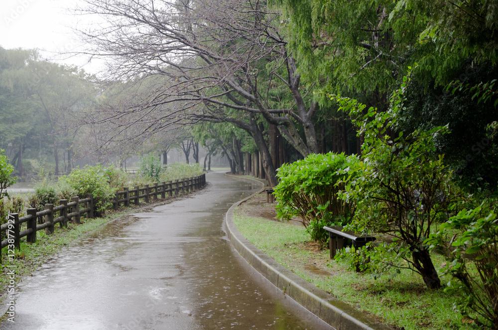 Obraz premium 雨の日の遊歩道