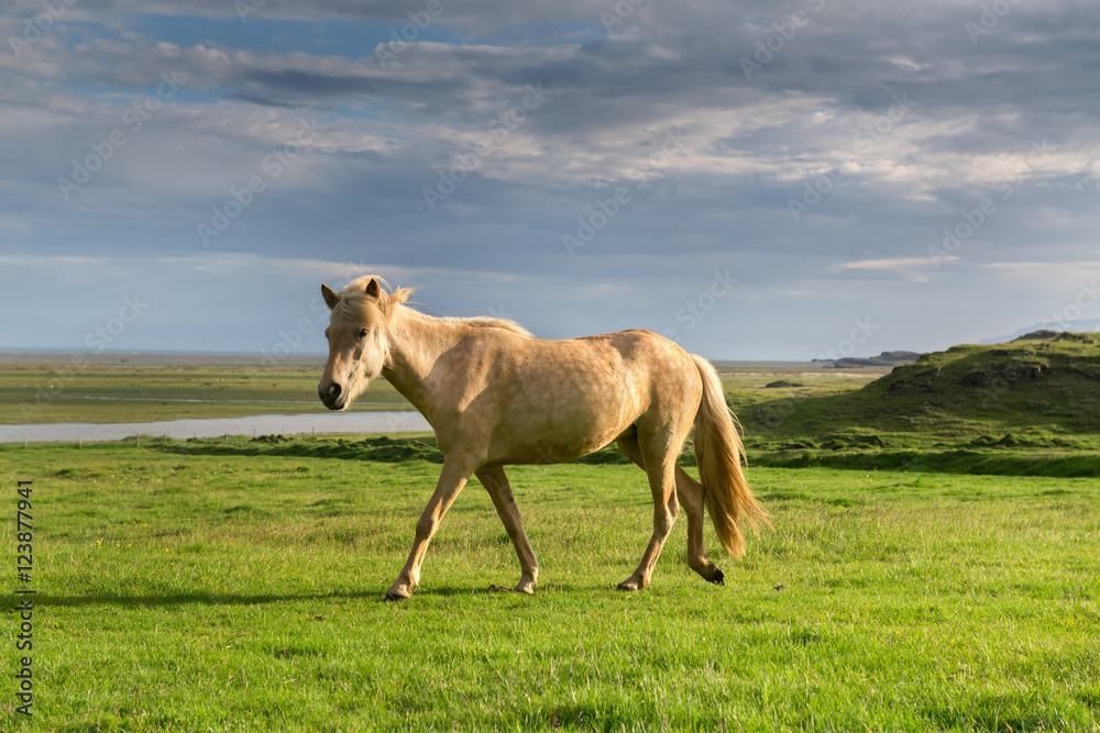 Fototapeta premium Horse