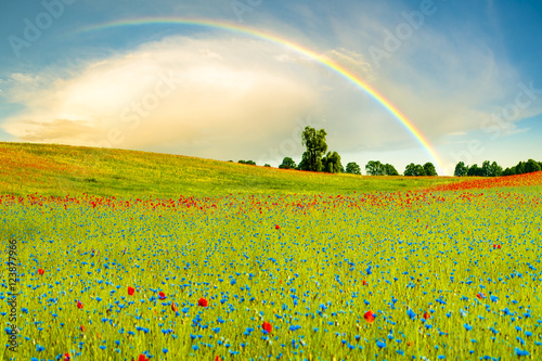 Tęcza nad łąką  kwiatów polnych,czerwonych maków i błękitnych chabrów © Mike Mareen