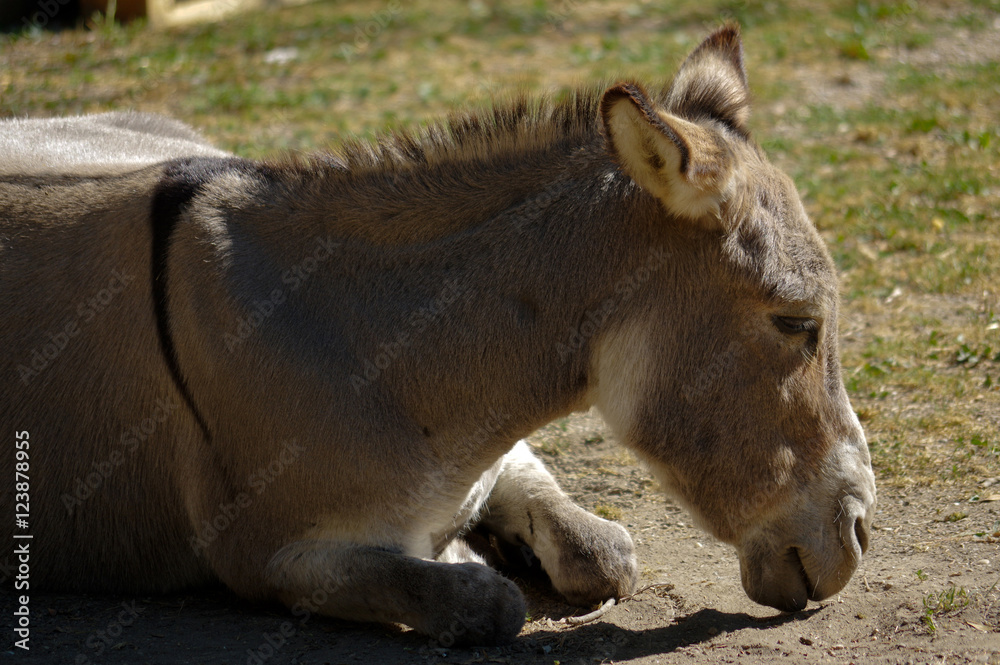 lazy grey Donkey lying on the ground lazy grey Donkey lying on the ground