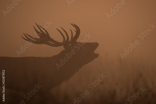 Red Deer, Deer, Cervus elaphus - Rut time.