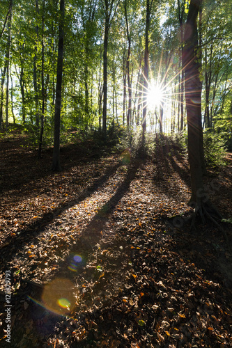 Herbstsonne